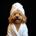 Load image into Gallery viewer, Custom Dog ArtCustom Pet Portrait with Digital Download
